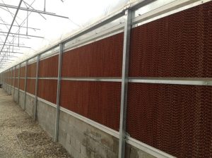 پد سلولزی 15 سانت مرصوص کام