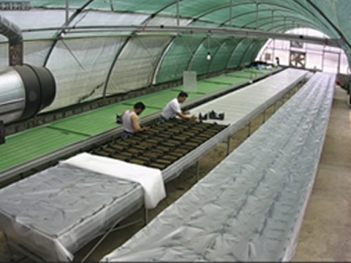 میز های پابت که در گلخانه های کوچک مقیاس میتوان استفاده نمود